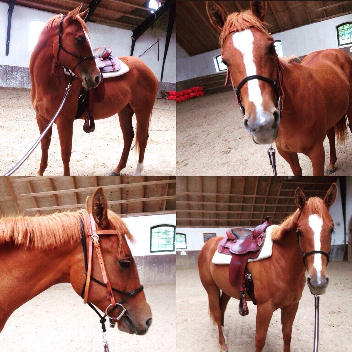 Quarter Slowmovin Hot Fudge billede 49