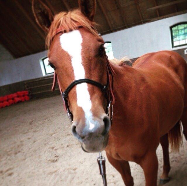 Quarter Slowmovin Hot Fudge billede 50