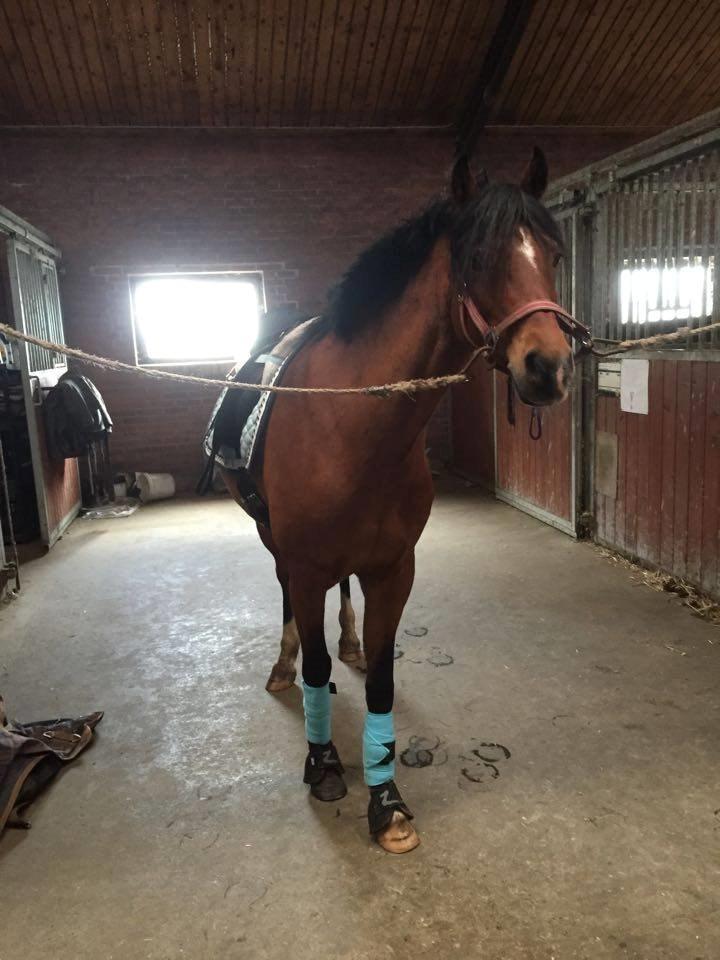 DSP Tovdal's indian sunrise billede 2