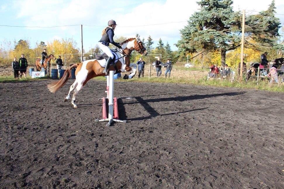 Pinto Shy Boy - Første springstævne 50 og 60 cm på Nye Vestergård billede 28