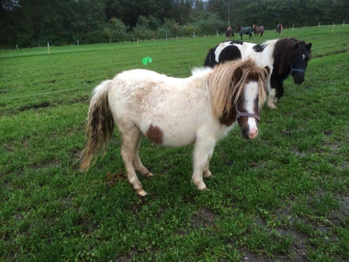 Shetlænder Rosa billede 1