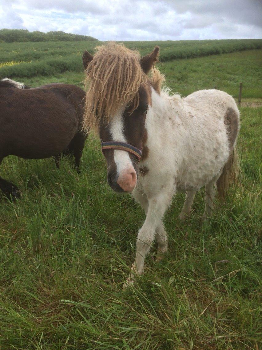 Shetlænder Rosa billede 6