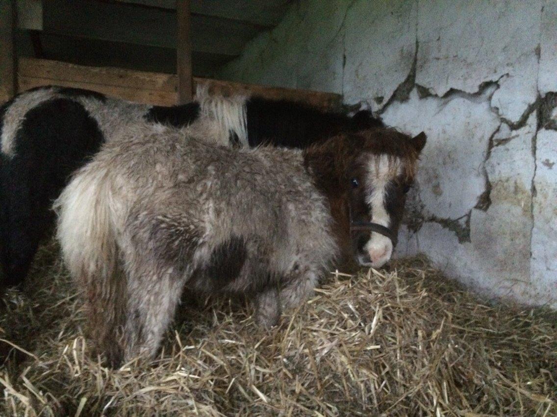 Shetlænder Rosa billede 16