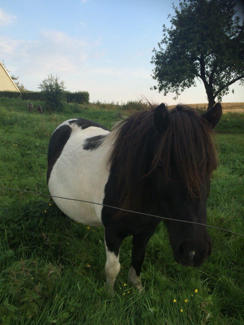 Shetlænder Lucky <3 billede 1