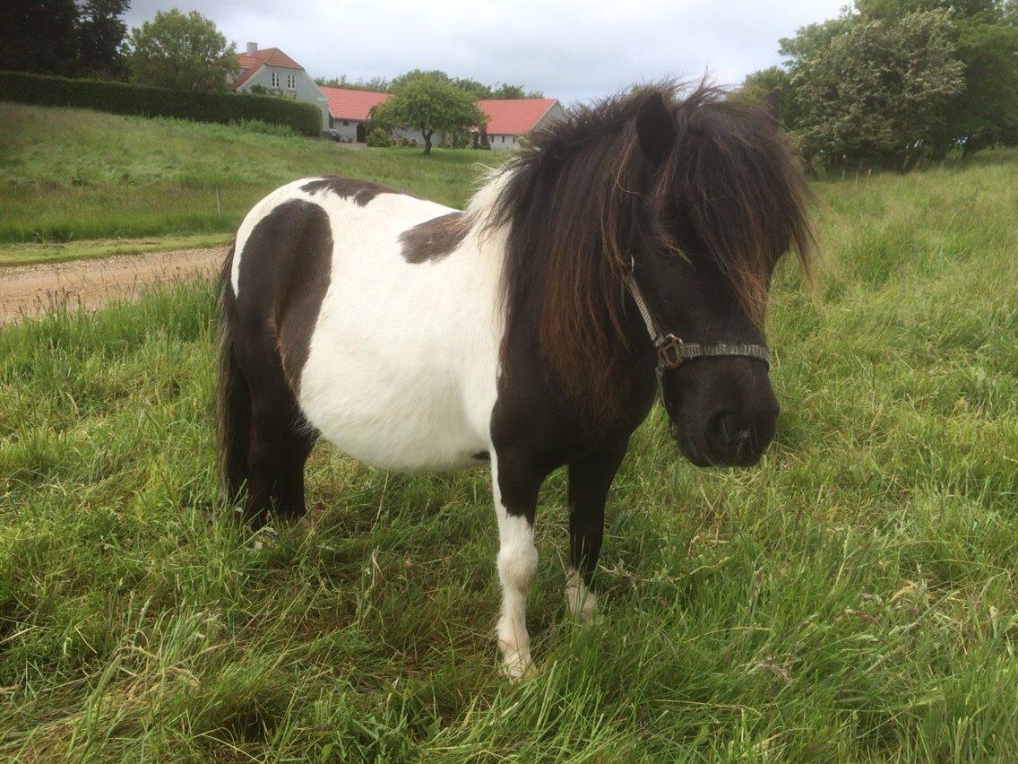 Shetlænder Lucky <3 billede 2