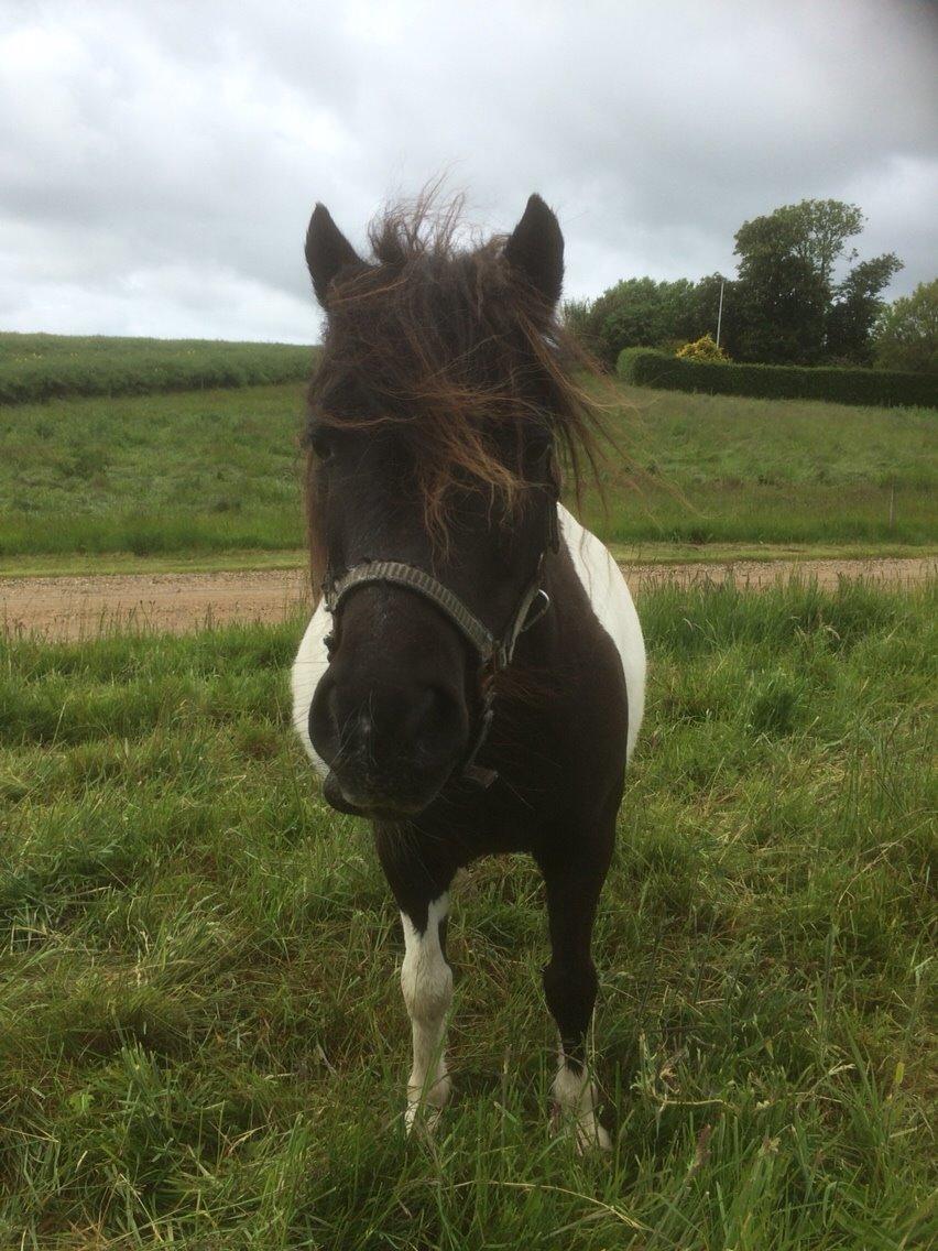 Shetlænder Lucky <3 billede 3