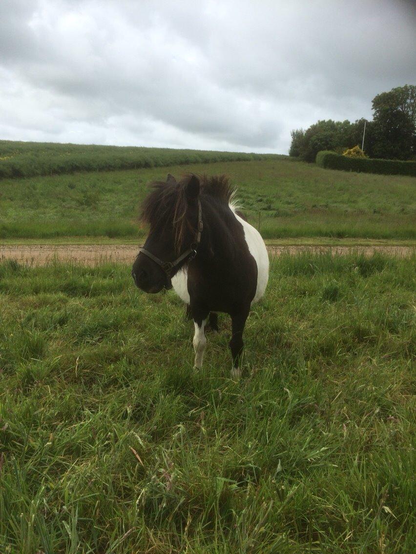 Shetlænder Lucky <3 billede 4