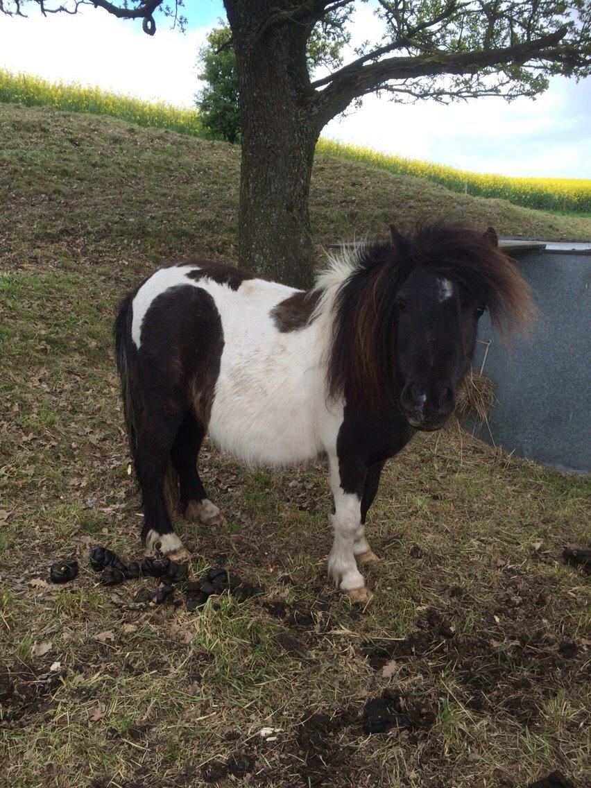 Shetlænder Lucky <3 billede 6