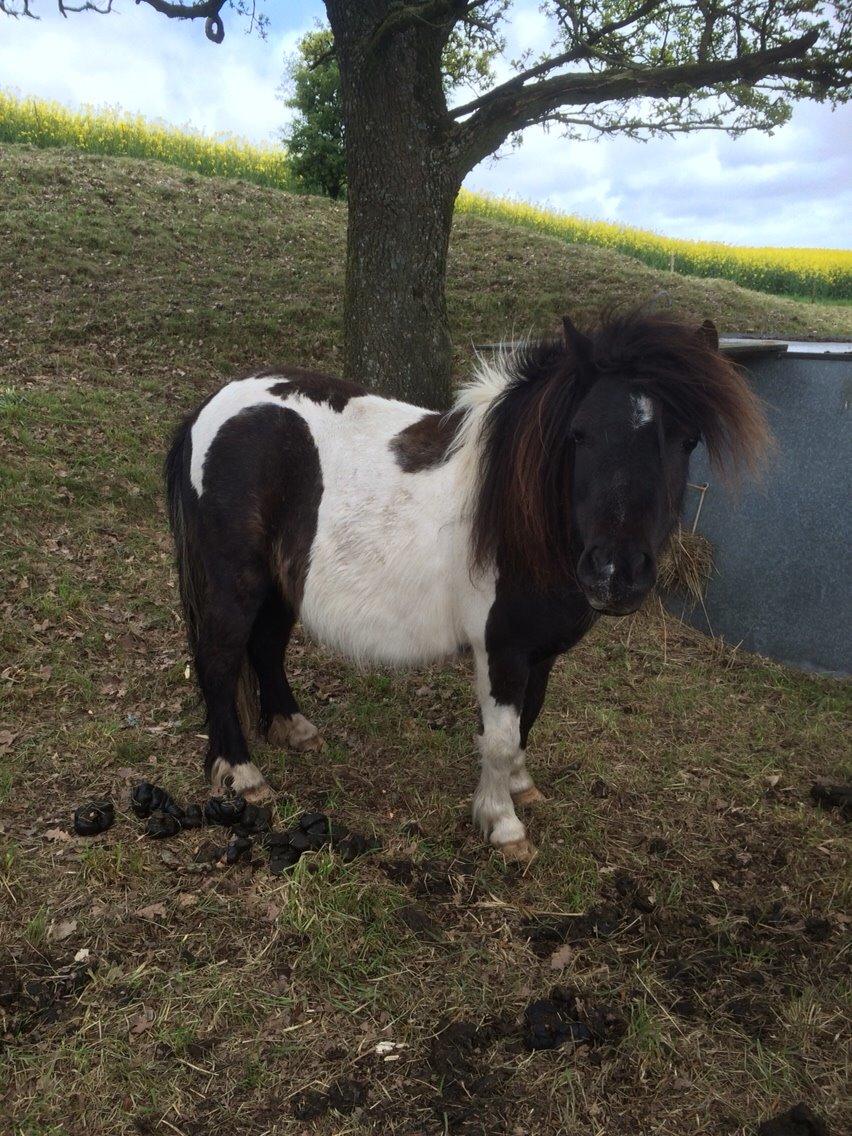 Shetlænder Lucky <3 billede 5