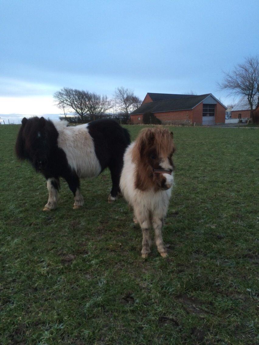 Shetlænder Lucky <3 billede 7