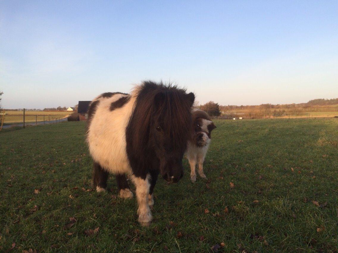 Shetlænder Lucky <3 billede 9