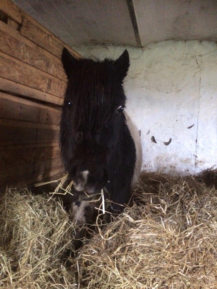 Shetlænder Lucky <3 billede 10