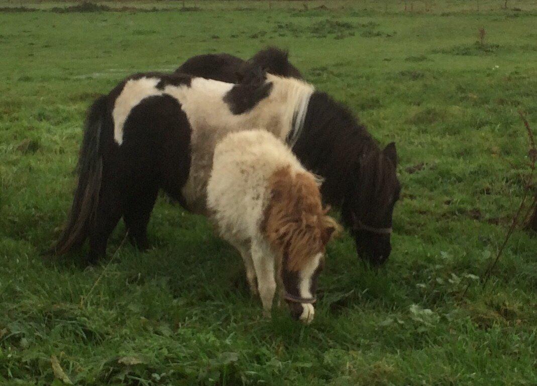 Shetlænder Lucky <3 billede 11