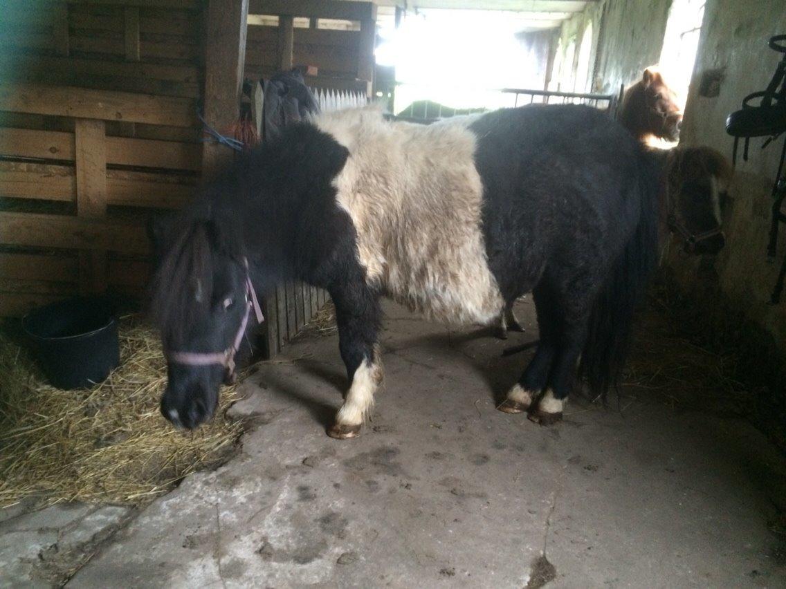 Shetlænder Lucky <3 billede 12