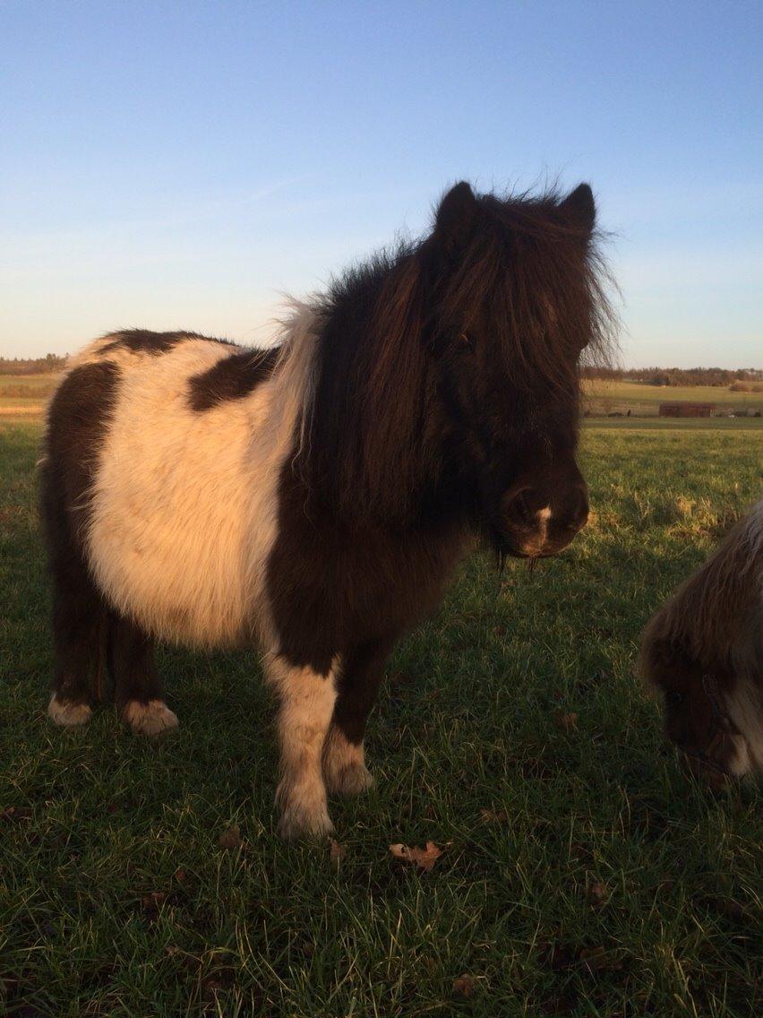 Shetlænder Lucky <3 billede 8