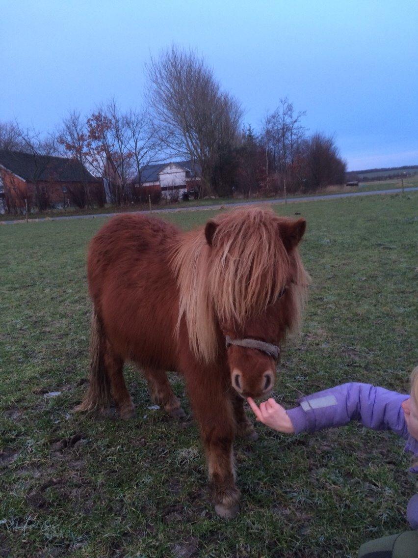 Anden særlig race Valentin's Storm billede 16