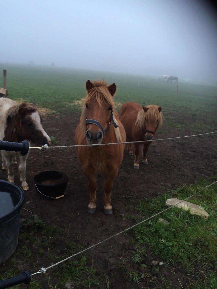 Shetlænder Jasmin billede 7