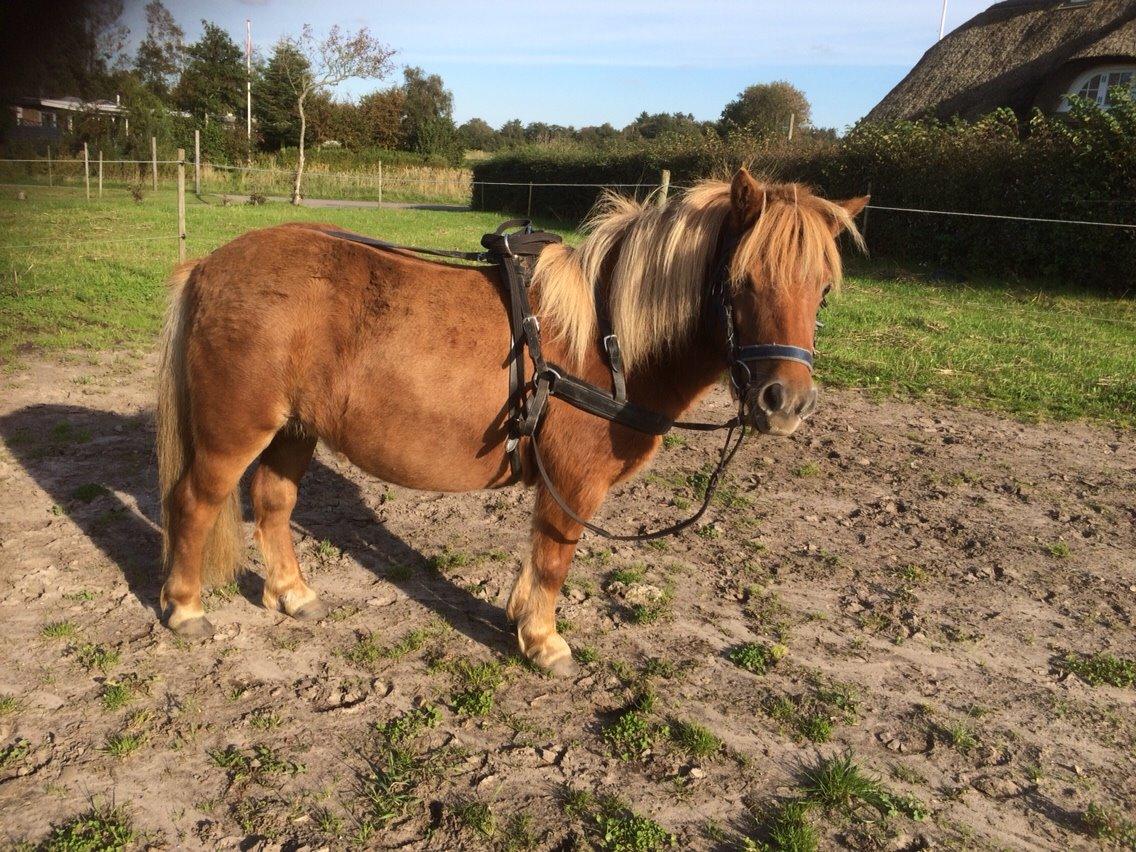 Shetlænder Jasmin billede 8