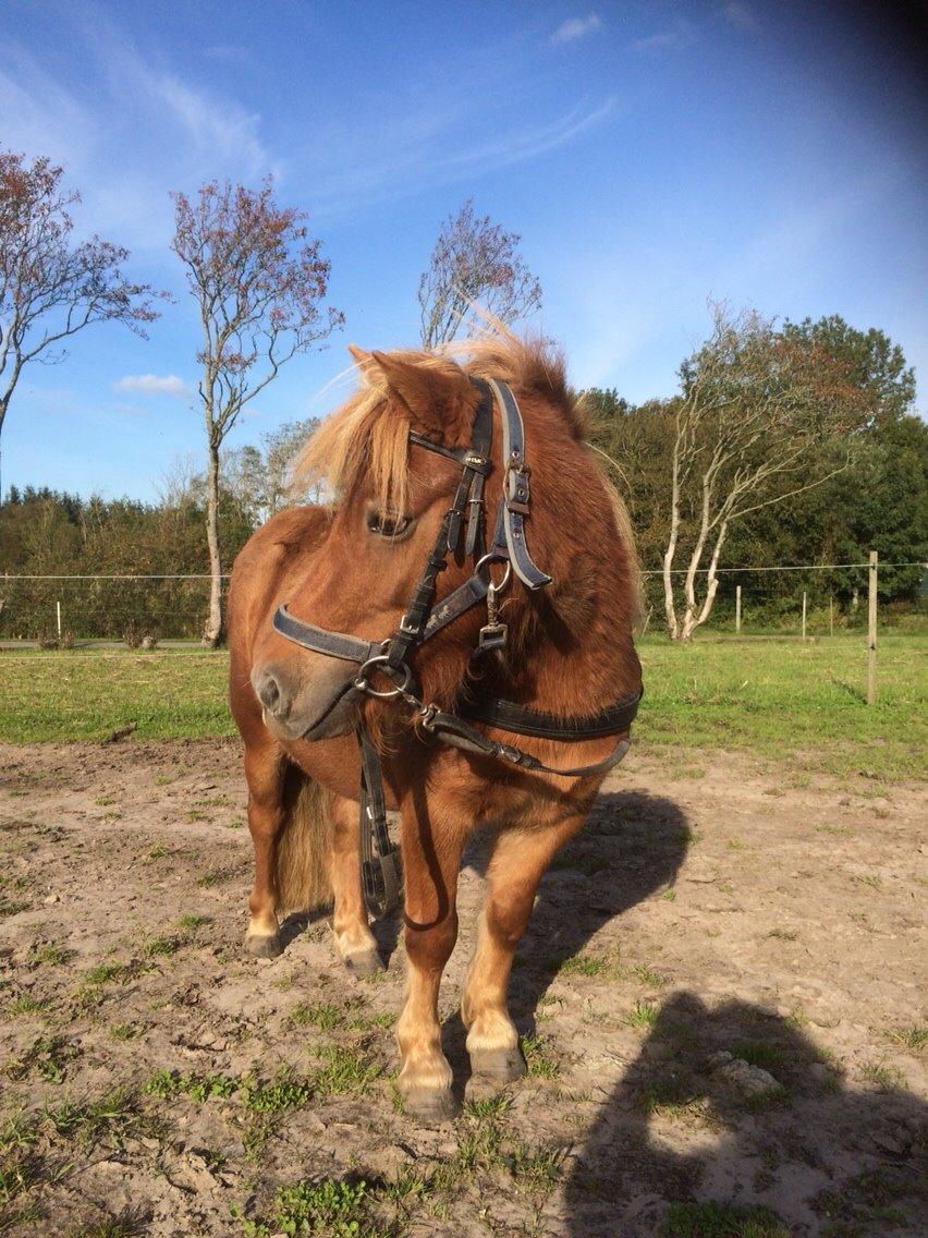 Shetlænder Jasmin billede 9