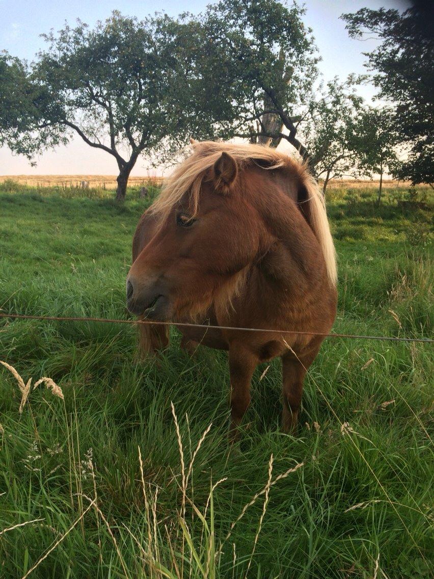 Shetlænder Jasmin billede 10