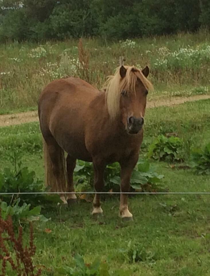 Shetlænder Jasmin billede 11