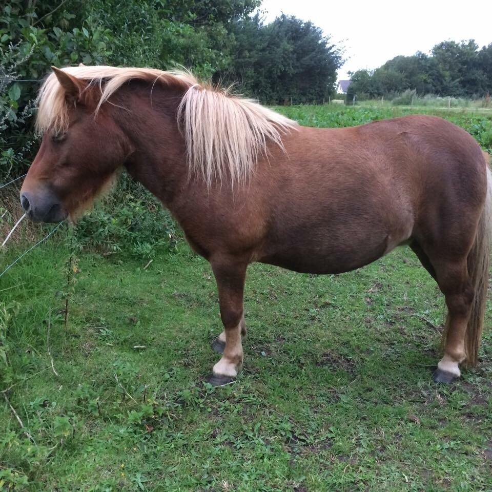 Shetlænder Jasmin billede 12