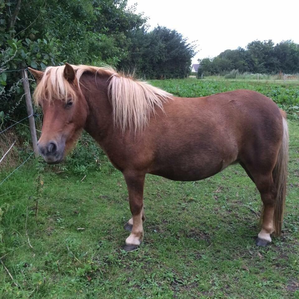 Shetlænder Jasmin billede 13