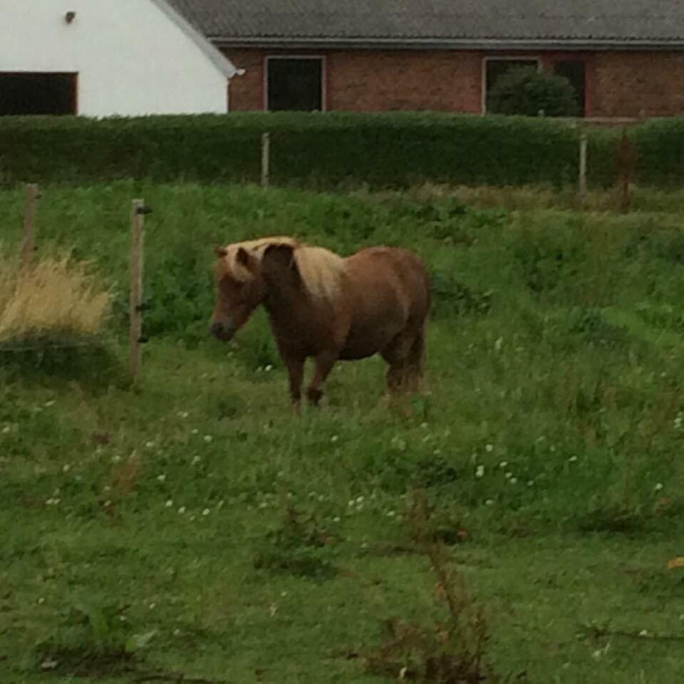 Shetlænder Jasmin billede 14