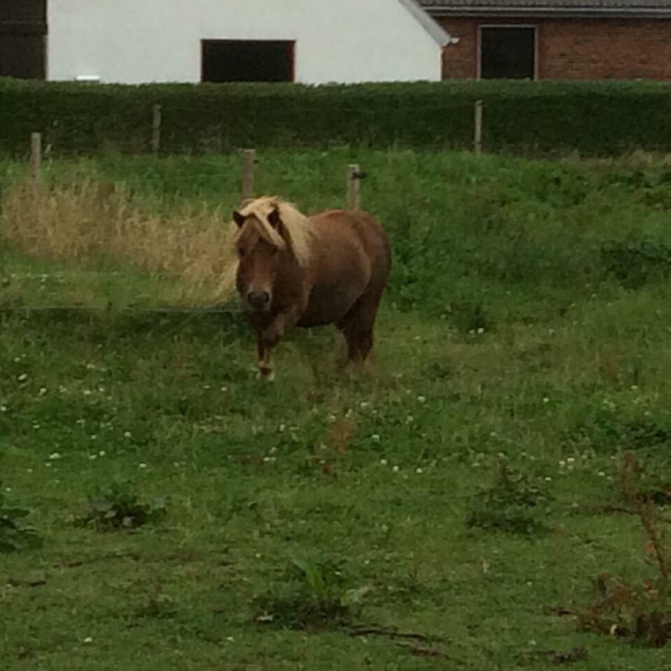 Shetlænder Jasmin billede 15