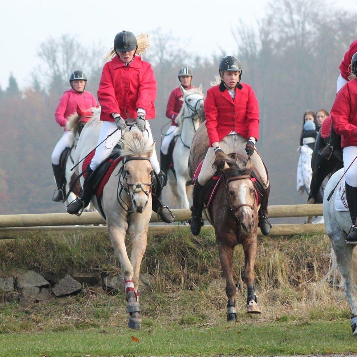 Anden særlig race Yellow billede 8