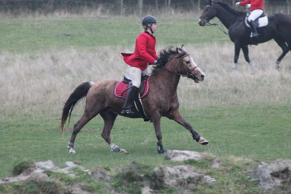 Anden særlig race Yellow billede 6