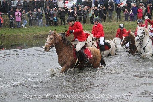 Anden særlig race Yellow billede 7