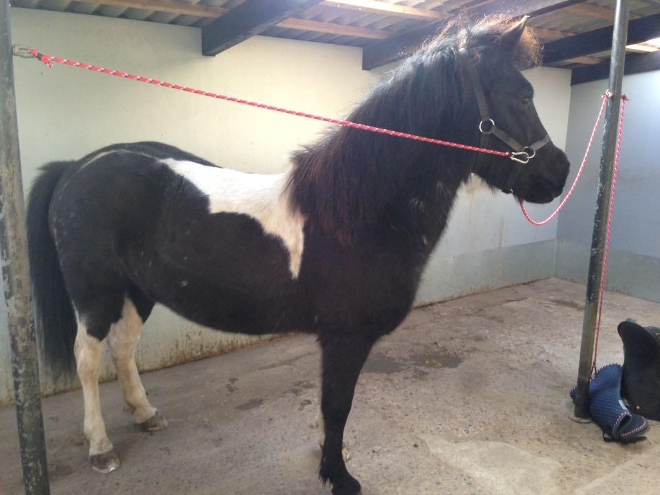 Islænder Depla fra Isstod - Da vi var oppe og se hende for første gang billede 9