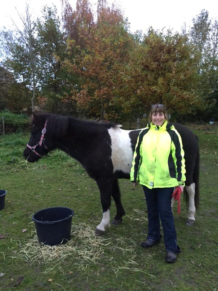 Islænder Depla fra Isstod - Endelig færdig med den lange køretur, og er lige ankommet til Fyn billede 14