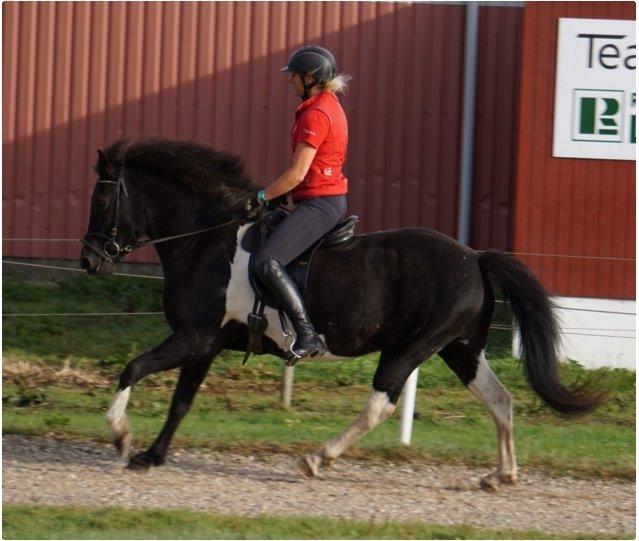 Islænder Depla fra Isstod - Billedet tilhører tidl. rytter: Mette Kofoed  billede 6