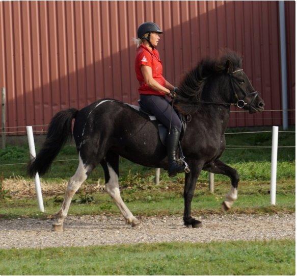 Islænder Depla fra Isstod - Billedet tilhører tidl. rytter: Mette Kofoed  billede 7