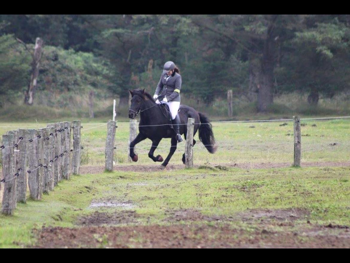 Islænder Geysir herborgvej billede 4