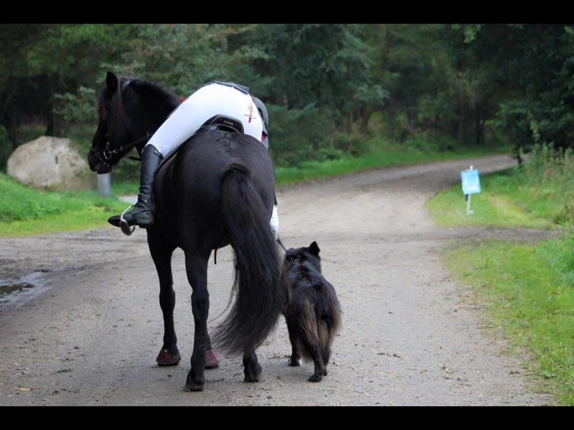 Islænder Geysir herborgvej billede 3