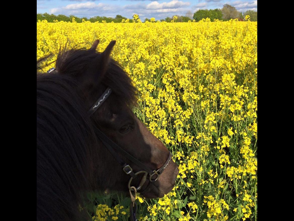 Islænder Geysir herborgvej billede 12