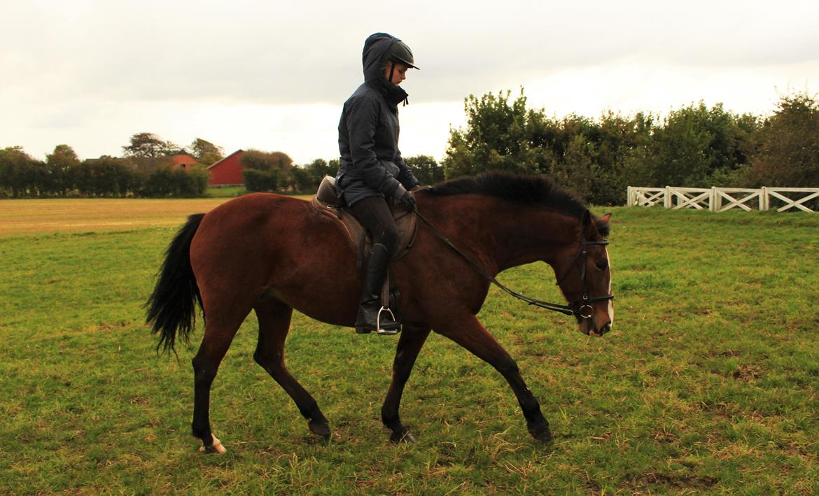 DSP Ronja  - oktober 2015 billede 14