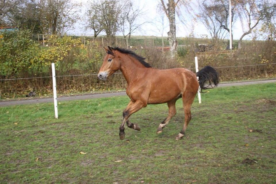 Anden særlig race X billede 2