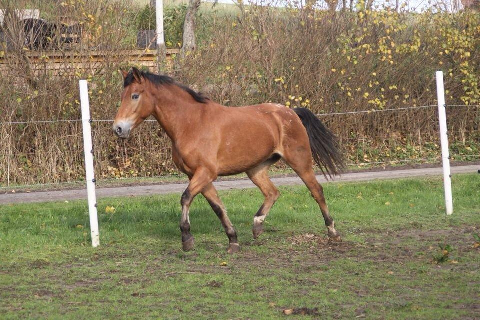 Anden særlig race X billede 4