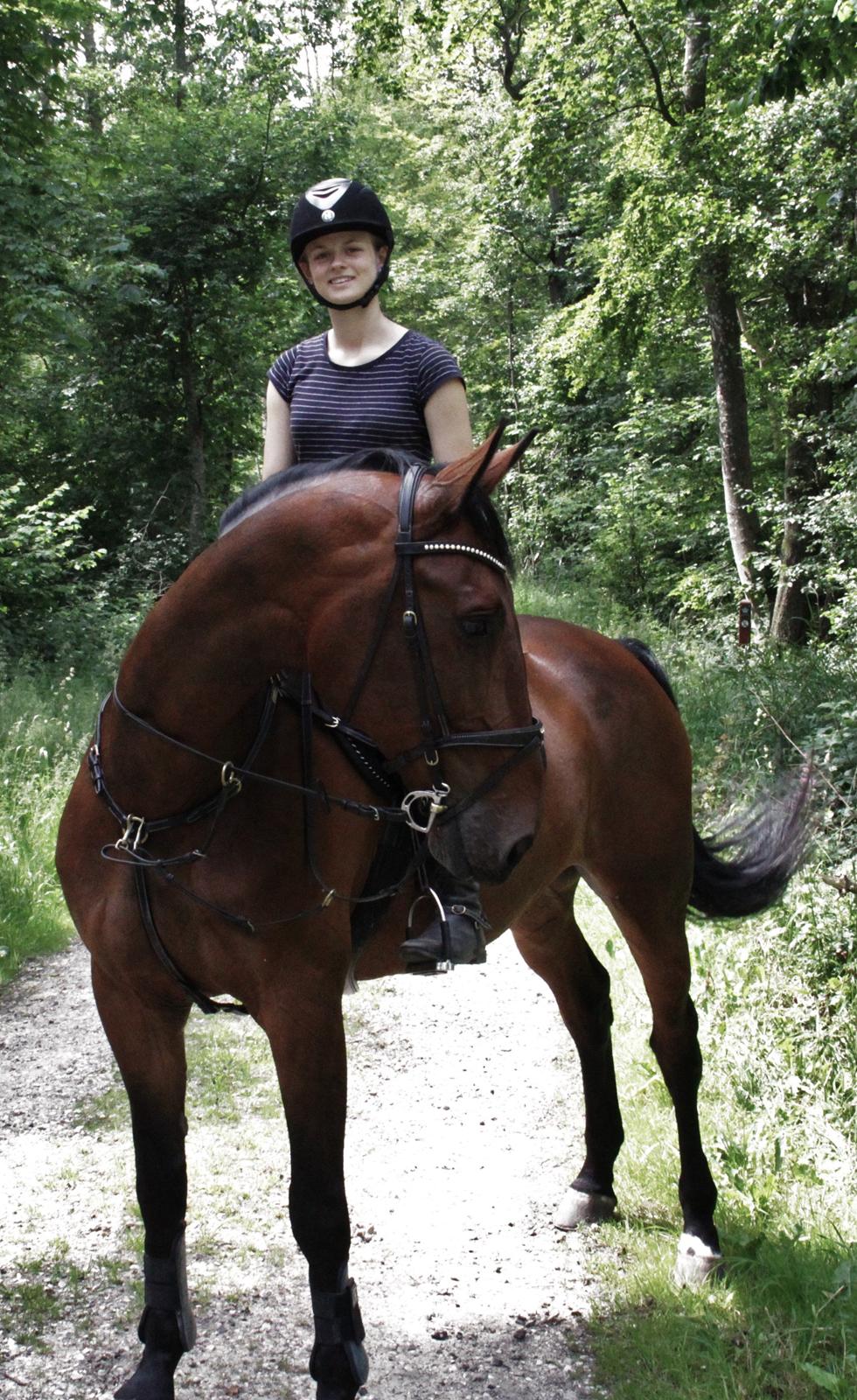 Dansk Varmblod Krogagers Cilla billede 3