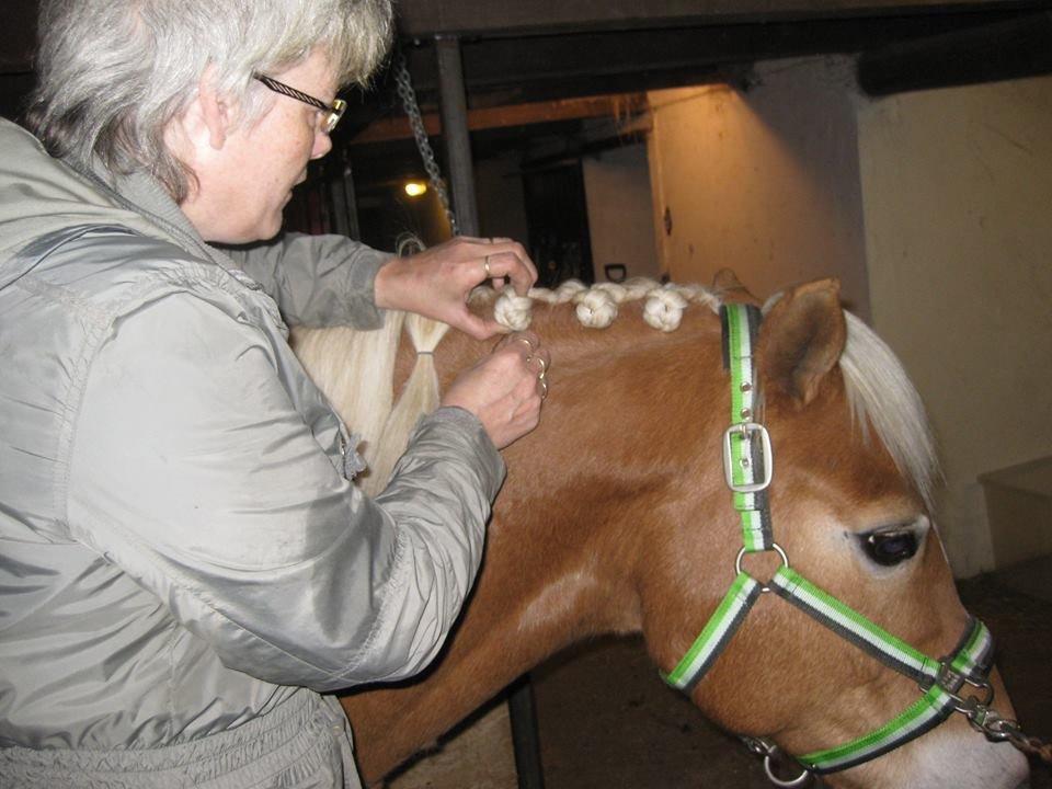 Haflinger Nebiolo - Rosenknopper i lang man. billede 15