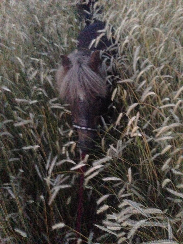 Anden særlig race Tarzan - 'Æhhh, jeg synes måske kornet er lige højt nok' -Lille Tarzan i rugmarken billede 13