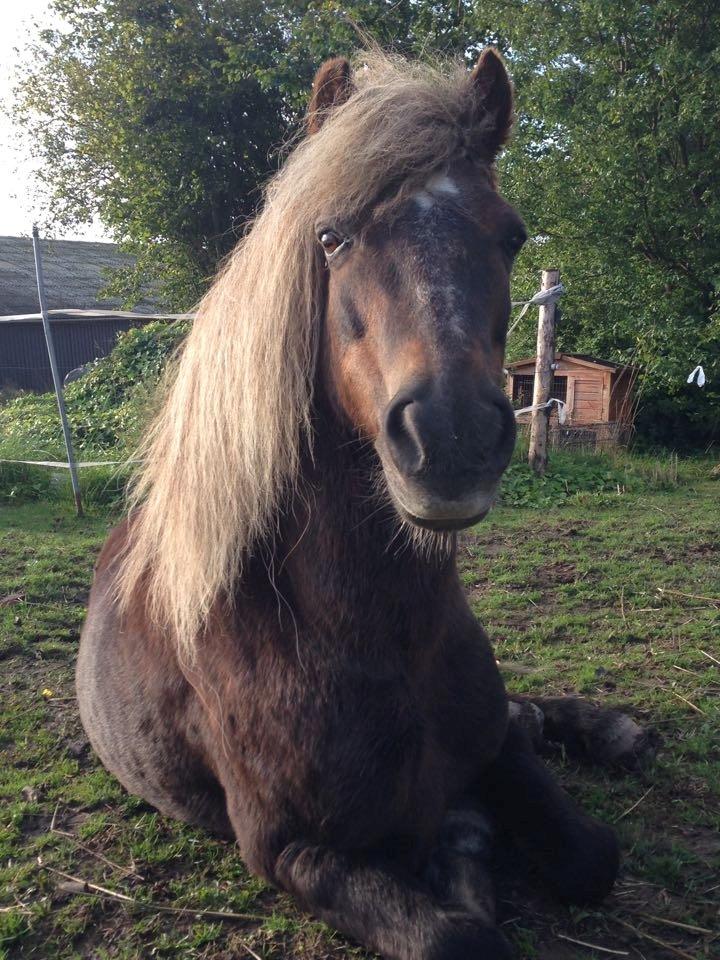 Anden særlig race Tarzan billede 7
