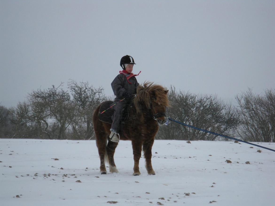 Anden særlig race Pferdinand - Vinter 2010 billede 20