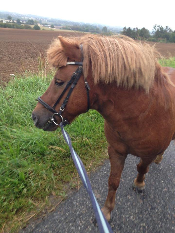 Anden særlig race Pferdinand - Sommer 2015 billede 19