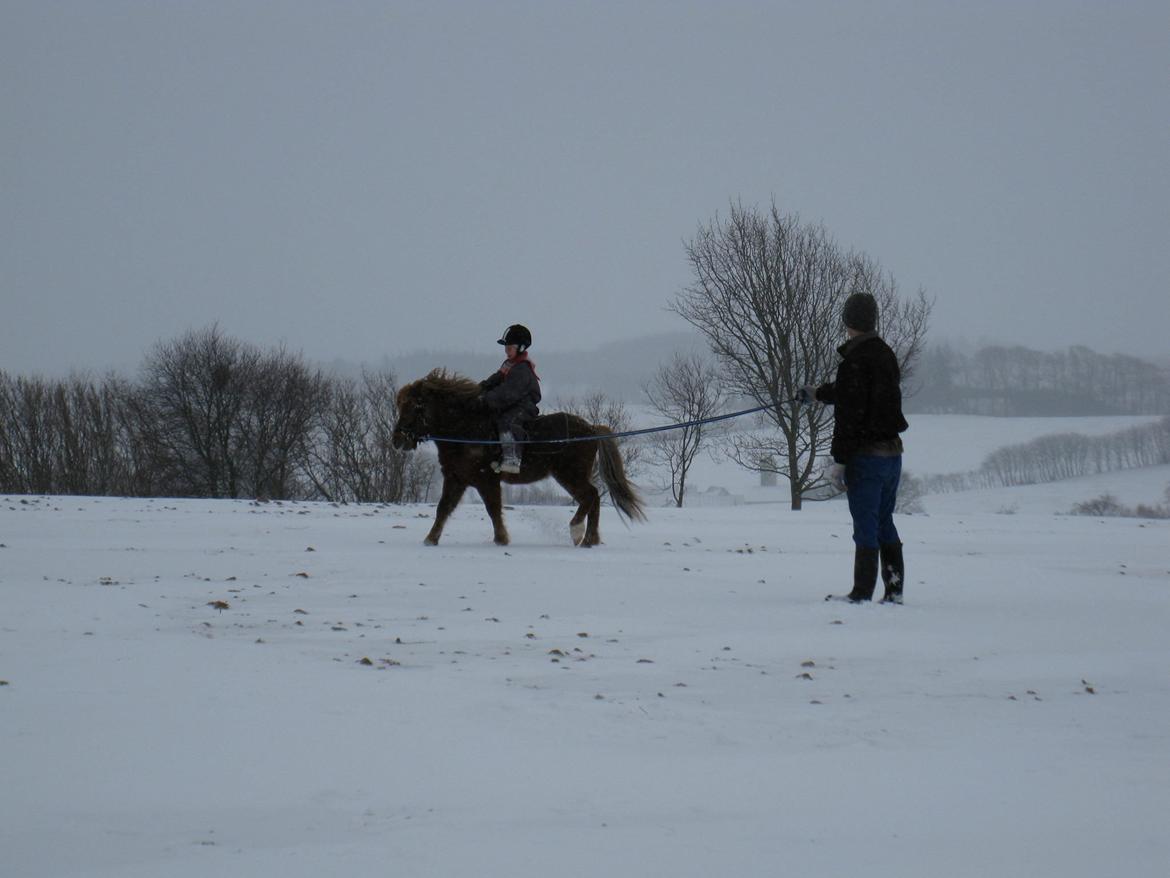 Anden særlig race Pferdinand - Vinter 2010 billede 7