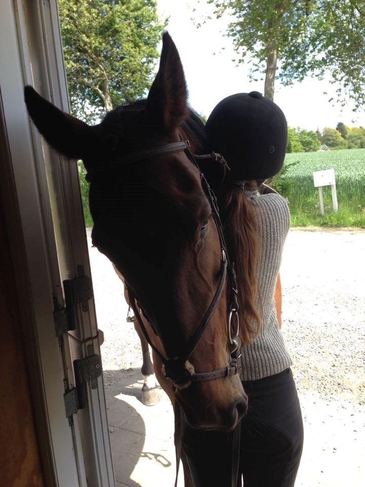 Anden særlig race Contess - 23. maj 2015 hvor Contess blev udlånt billede 19